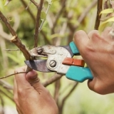Pravilna rezidba voćaka u bašti
